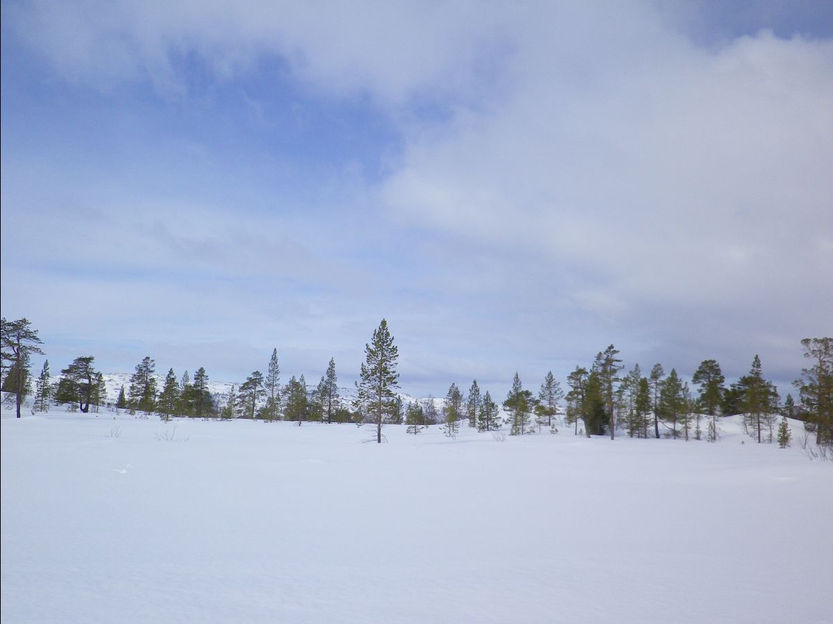 Dogs sledge22